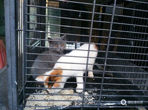 笼子里的猫很痛心地从高清图片下载-正版图片504385421-摄图网