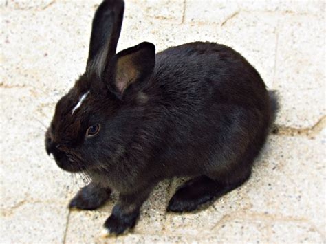 可爱黑色兔子图片