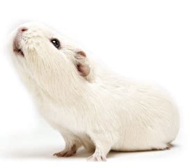 Hartley 豚鼠-实验动物研究所