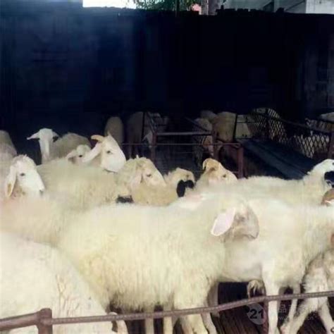 2022全国活羊价格表 20斤左右小羊的价格 山东济宁-食品商务网