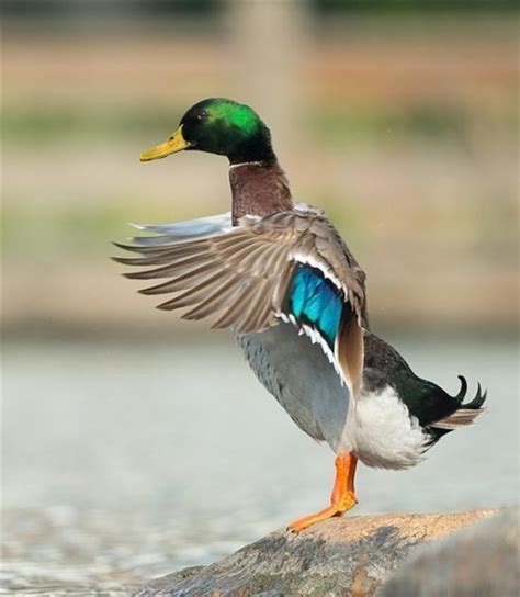 绿头鸭(鸭科)-非洲动物-图片
