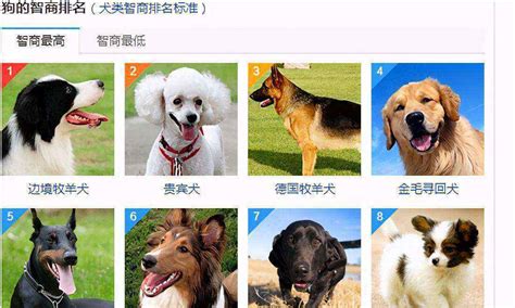 最漂亮的宠物狗排名榜-博美上榜(可爱又讨喜)-排行榜123网