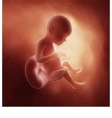 连载（二十五）|圆圈妈双胞胎怀孕过程第28周