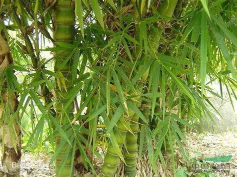 十大名贵竹子品种有哪些？-园林杂谈-长景园林网