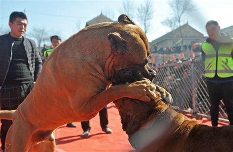 农民组织新春斗狗比赛，猛犬撕咬场面激烈，数百人围观|猛犬|比赛|主人_新浪新闻