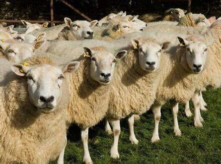 20斤小羊苗多少钱一只 2015年活羊价格多少 - 农村网