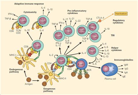 Nature Cell Bology | 天冬酰胺促进T细胞活化和抗肿瘤效应 - 技术前沿 - 生物在线 Lab-on-Web
