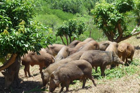 良丰农业：散养野猪养殖技术之喂养篇