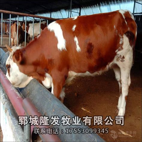 鞍山养殖肉牛20头 养殖肉牛20头-食品商务网