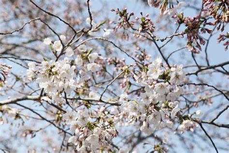 樱花的花语与寓意是什么-植物百科-百科书网