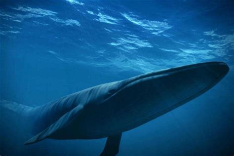 真正的鲸吞：无人机拍摄蓝鲸大口吞食磷虾群_新浪图片