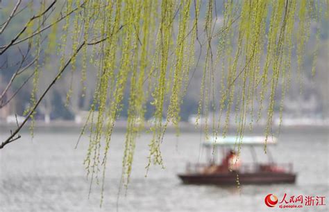 杭州西湖：一堤烟柳碧波中 游人如织笑春风