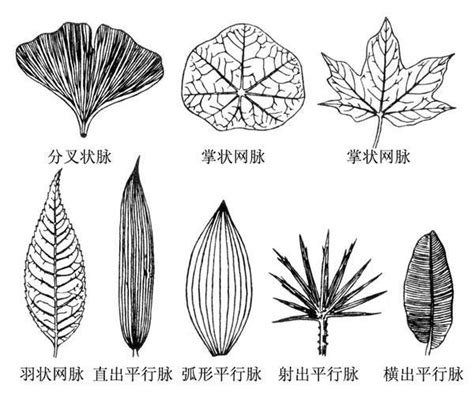 不同形状的树叶图片,各种形状的图形图片_大山谷图库