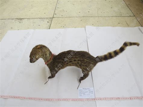 小灵猫 Viverricula indic - 物种库 - 国家动物标本资源库