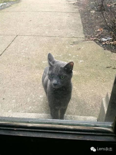 把猫咪关在了门外，可它不停的喵喵叫，你知道这是什么原因吗