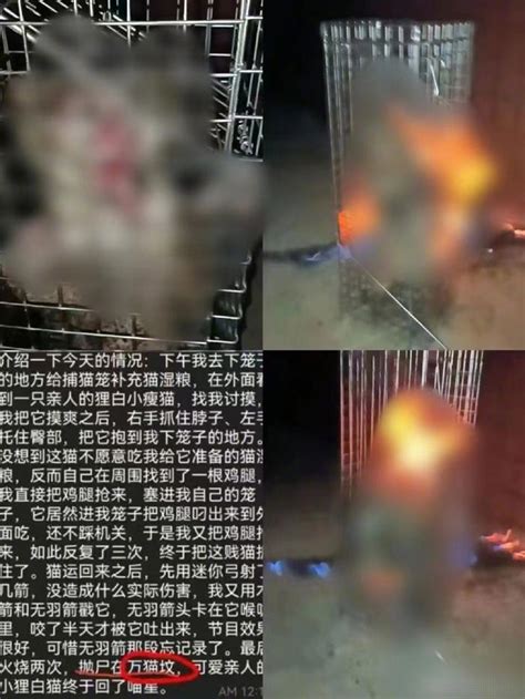 “户主扔猫”？一小区15只猫接连高坠而亡！警方回应-桂林生活网新闻中心