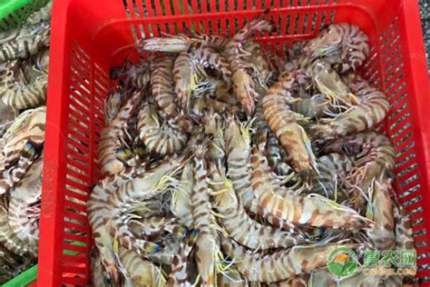 海鲜小龙虾煮熟的虾一堆虾美食食物美食图片下载 - 觅知网
