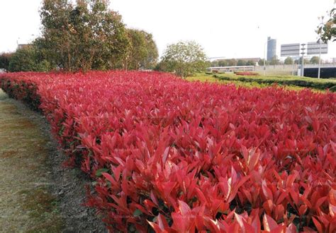 红叶石楠图片_植物风景的红叶石楠图片大全 - 花卉网