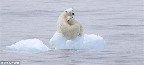 科学网—北极熊的故事:显现北极熊聪明而有感情的生动事例 - 高登义的博文