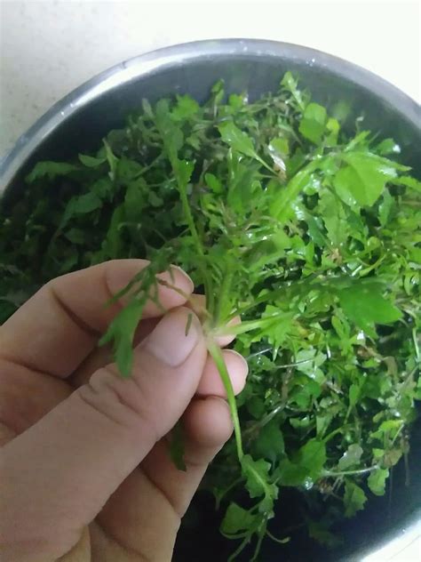 芨芨菜图片