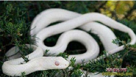 灵蛇故事：捕蛇的周老大捕获一条大大白蛇却一只流泪！_灵异事件_毒蛇网