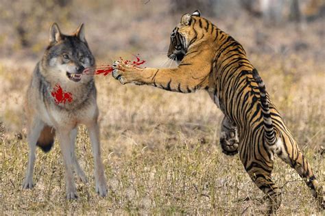 大型的狼群遇见老虎时会害怕吗？它们能否与老虎一战？|灰狼|狼群|狼_新浪新闻