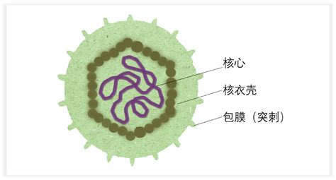 微生物简述（1）——病毒的世界