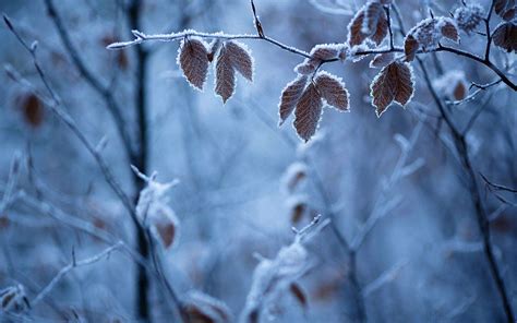 秋天霜降的图片,24节气图片大全,秋天冷的图片大全_大山谷图库