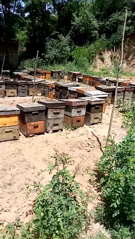 野生蜂蜜哪里有卖