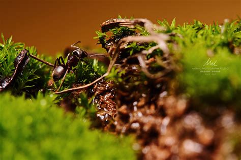蚁穴中的蚂蚁高清摄影大图-千库网