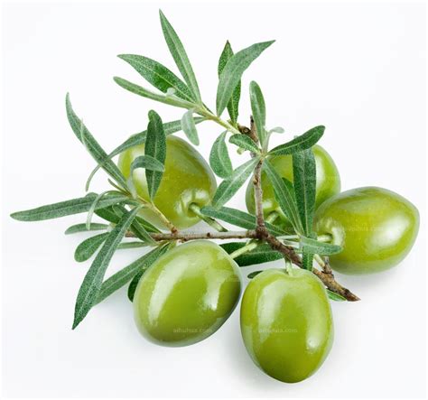 【橄榄】的功效与作用_营养价值_药用价值和吃法_水果_绿茶说