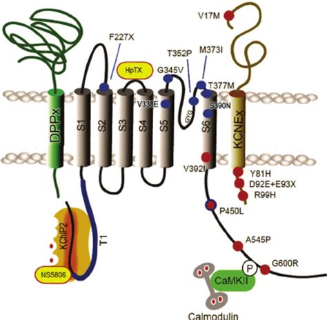 Disease causing mutations in Kv4 and interacting subunits as well as ...