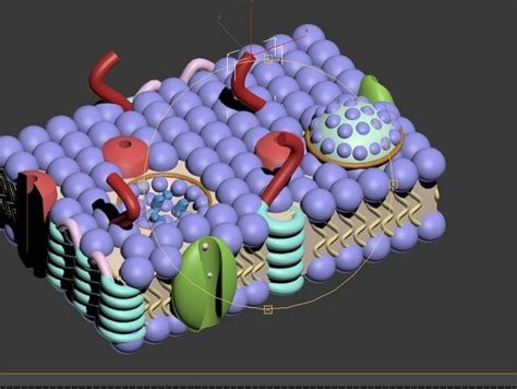 塑细胞之形 展生物之美——石家庄二中雄安校区·河北安新中学细胞三维模型展_结构