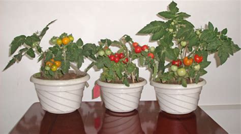 番茄全套栽培技术（汇总版）-云南省林业和草原技术推广总站