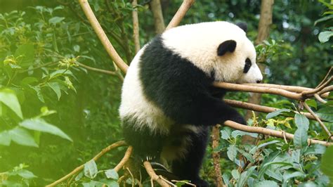 4K国宝熊猫外国人看成都熊猫基地吃竹子视频素材,延时摄影视频素材下载,高清3840X2160视频素材下载,凌点视频素材网,编号:502027