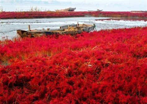 盘锦市红海滩什么季节是最美的？