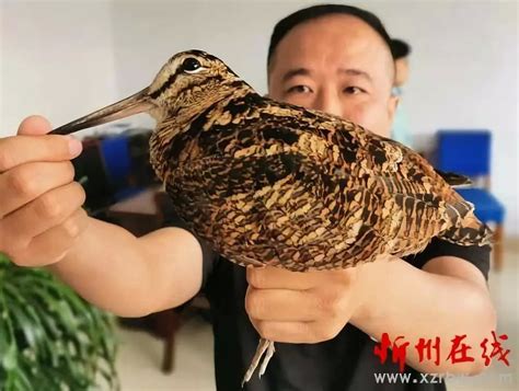 忻州市民救下一只“长嘴鸟”，它属于国家二级保护动物|野生动物|忻州|鸟_新浪新闻