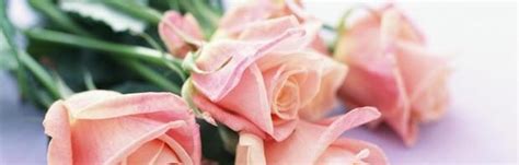 十一朵的玫瑰花语（探索十一朵玫瑰背后的花语意义）_花植网