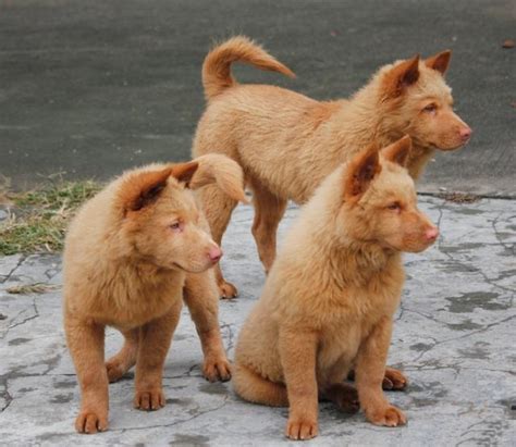 你见过广东五红狗吗？传说是旺家旺财的福狗！_潮汕