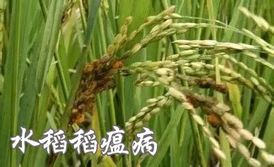 谷瘟病图片