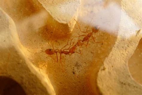 蚂蚁卵竟然成为美食，数量最多蚂蚁会不会被吃成保护动物？|蚂蚁|保护动物|美食_新浪新闻