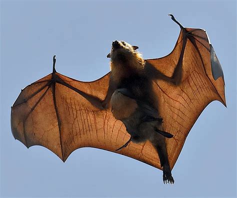 为什么蝙蝠妈妈总抱着幼崽飞行？一番探究后，可怜天下父母心_研究人员_哺乳动物_母亲