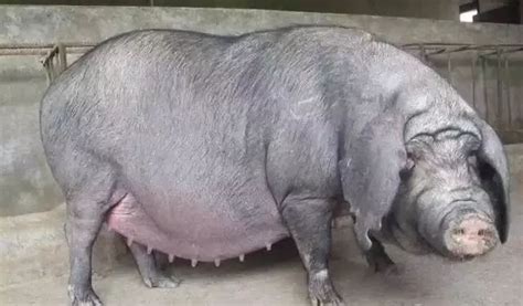 世界上最大的猪2000斤,上最大的猪,上最大的猪图片(第4页)_大山谷图库