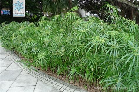 风车草 Cyperus involucratus Rottboll 中国植物图像库