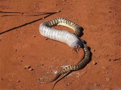 世界上最大的蛇10000米