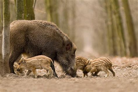 历经六七千年，看野猪是怎样驯化成家猪的 - 知乎