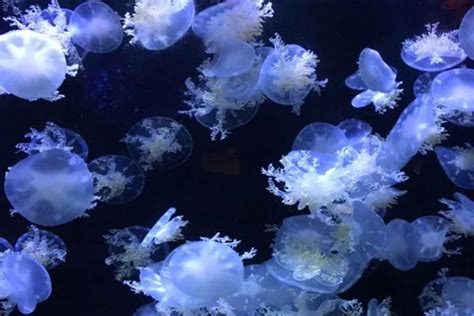 青岛海底世界门票多少钱一位 - 广东旅游资讯网