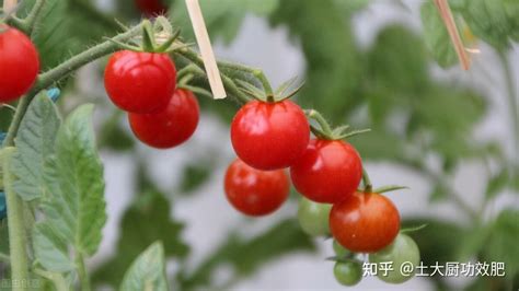 番茄高产栽培技术，这样管理施肥是关键！ - 知乎