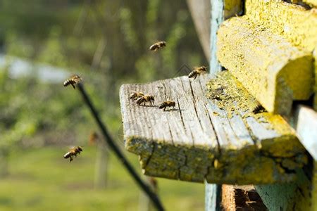 蜜蜂进入巢白窝高清图片下载-正版图片303321324-摄图网