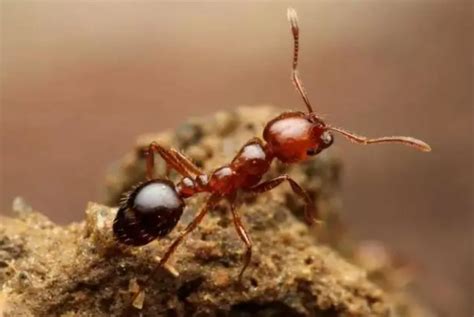 红火蚁是什么蚂蚁？有啥可怕的？它不但咬人还蛰人，痛感似火烧_我国